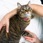 10 activités étonnantes pour renforcer le lien avec votre chat – Vous ne devinerez jamais la n°7 !