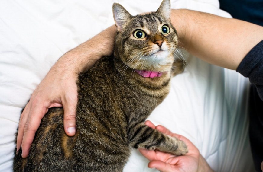 10 activités étonnantes pour renforcer le lien avec votre chat – Vous ne devinerez jamais la n°7 !