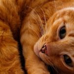 10 activités irrésistibles pour amuser votre chat et le rendre fou de joie !