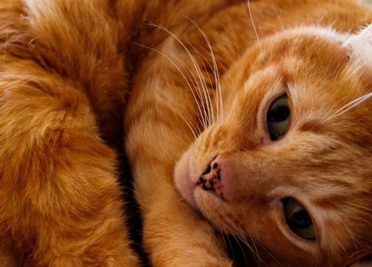 10 activités irrésistibles pour amuser votre chat et…