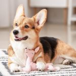 10 astuces indispensables pour protéger votre chien à la maison et éviter tous les dangers !