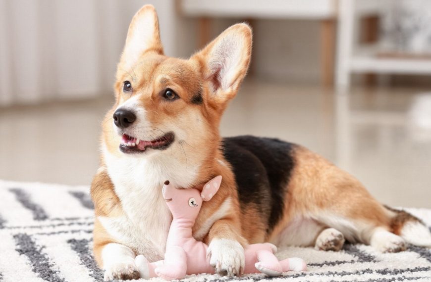 10 astuces indispensables pour protéger votre chien à la maison et éviter tous les dangers !
