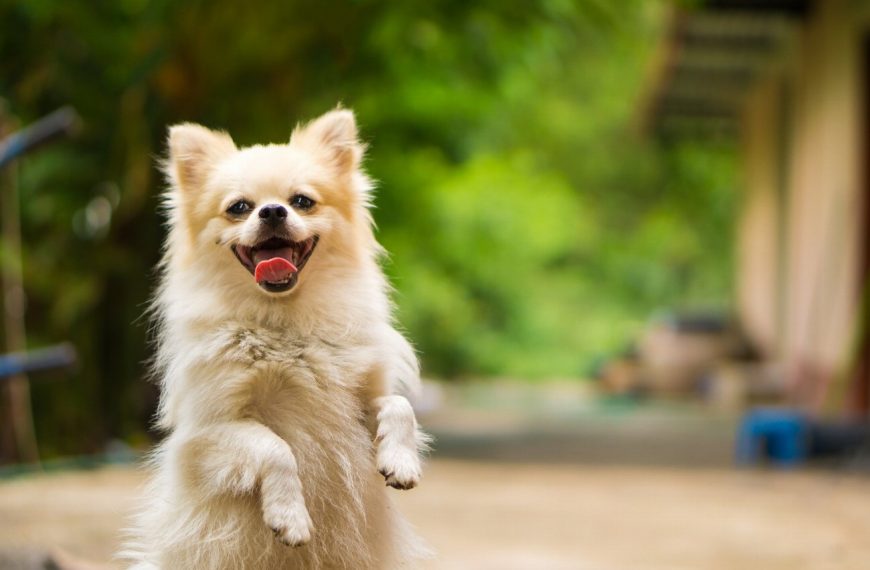 10 astuces infaillibles pour dire adieu aux problèmes de peau de votre chien !