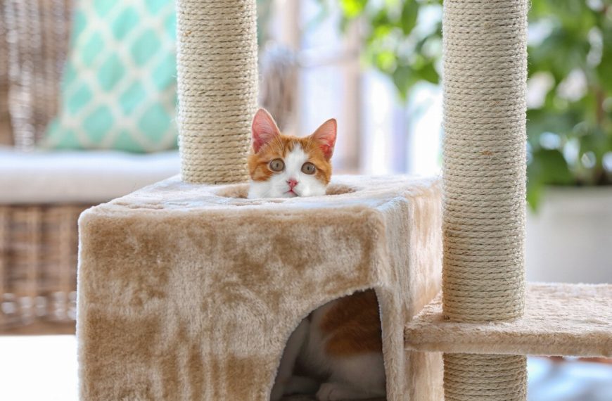 10 astuces infaillibles pour empêcher votre chat de devenir un glouton !