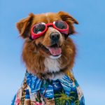 10 astuces infaillibles pour garder votre chien mince et en pleine forme !