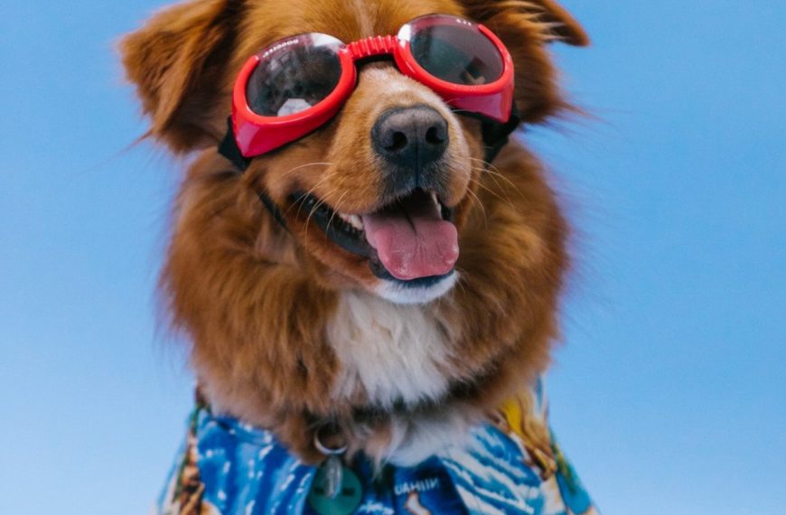 10 astuces infaillibles pour garder votre chien mince et en pleine forme !