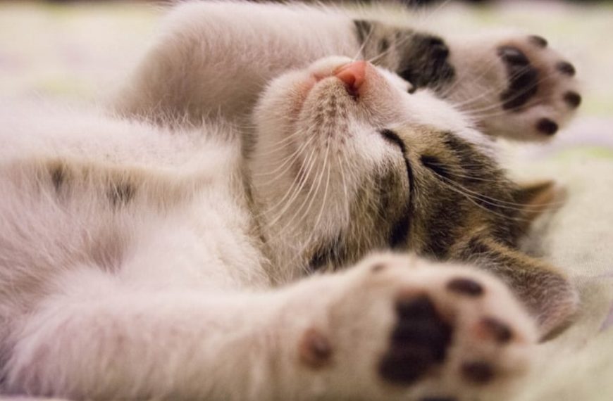 10 astuces infaillibles pour rendre votre chat ultra sociable ! Les résultats vont vous épater !