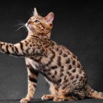 10 astuces pour créer un paradis sensoriel et physique pour votre chat – Vous n&rsquo;allez pas croire les réactions !