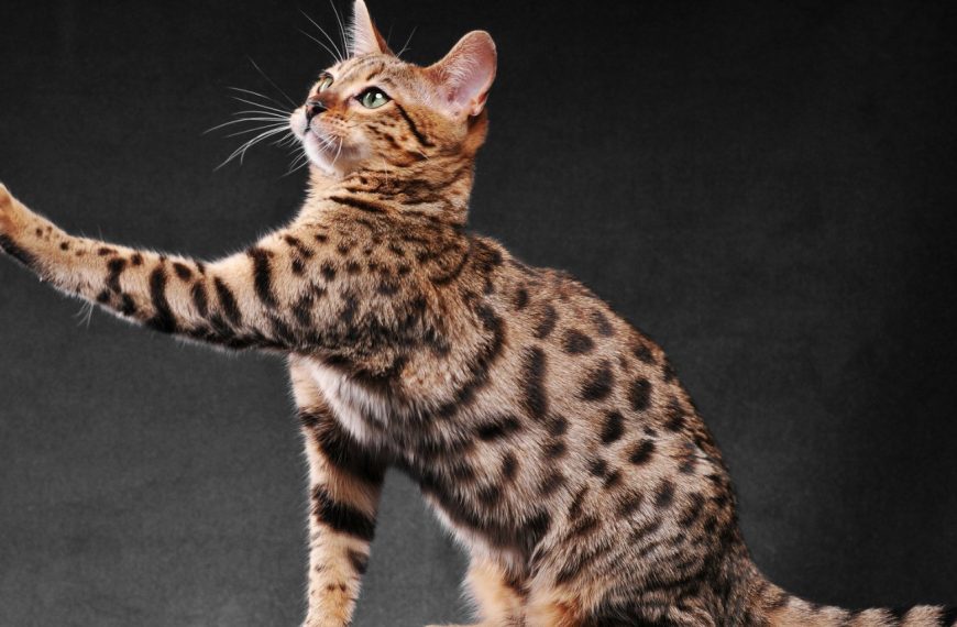 10 astuces pour créer un paradis sensoriel et physique pour votre chat – Vous n’allez pas croire les réactions !