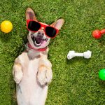 10 conseils indispensables pour éviter les problèmes de comportement chez votre chiot !