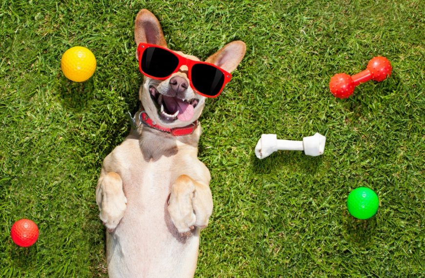 10 conseils indispensables pour éviter les problèmes de comportement chez votre chiot !