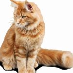 10 jeux irrésistibles pour équilibrer votre chat et le rendre heureux !
