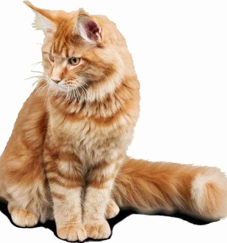 10 jeux irrésistibles pour équilibrer votre chat et…