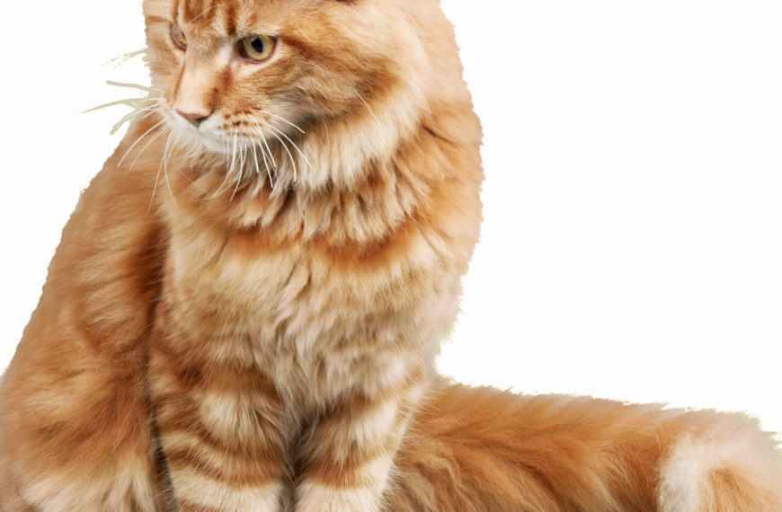 10 jeux irrésistibles pour équilibrer votre chat et le rendre heureux !
