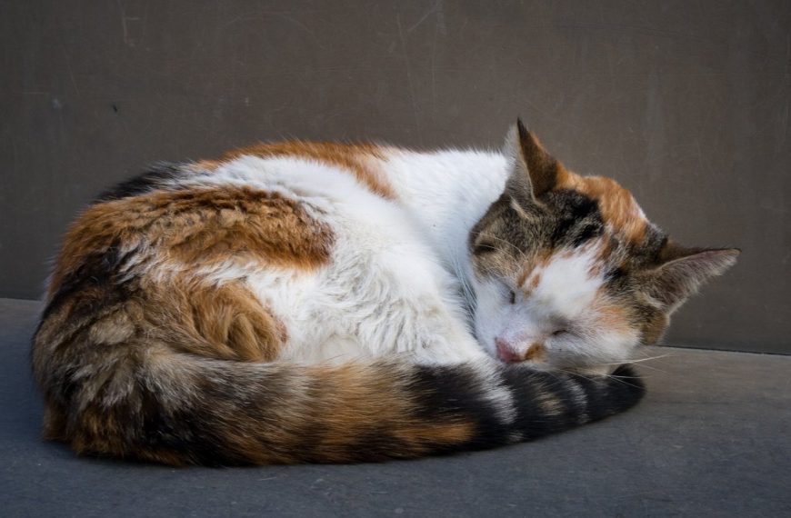 10 jouets extraordinaires pour aider votre chat à dormir comme un bébé !