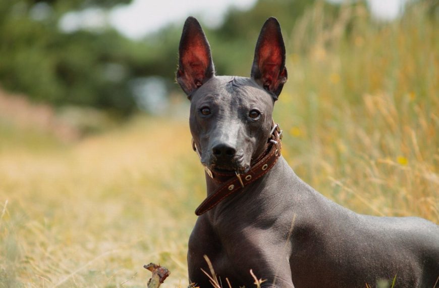 10 raisons pour lesquelles l&rsquo;activité physique est essentielle pour la santé et le bonheur de votre chien !