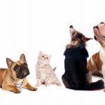 10 raisons pour lesquelles l&rsquo;exercice physique est crucial pour le bien-être de votre chien !