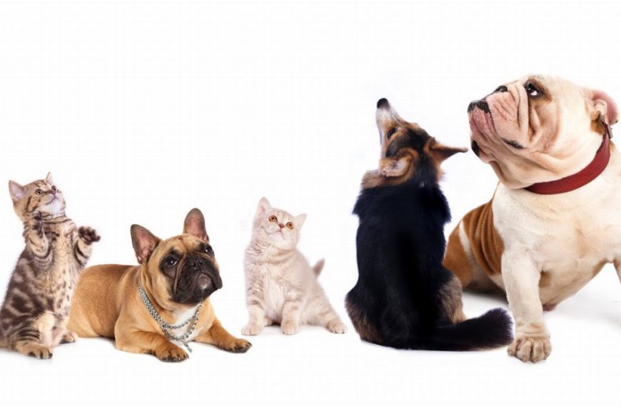 10 raisons pour lesquelles l’exercice physique est crucial pour le bien-être de votre chien !