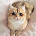10 raisons surprenantes pour lesquelles votre chat a besoin d&rsquo;exercice quotidien