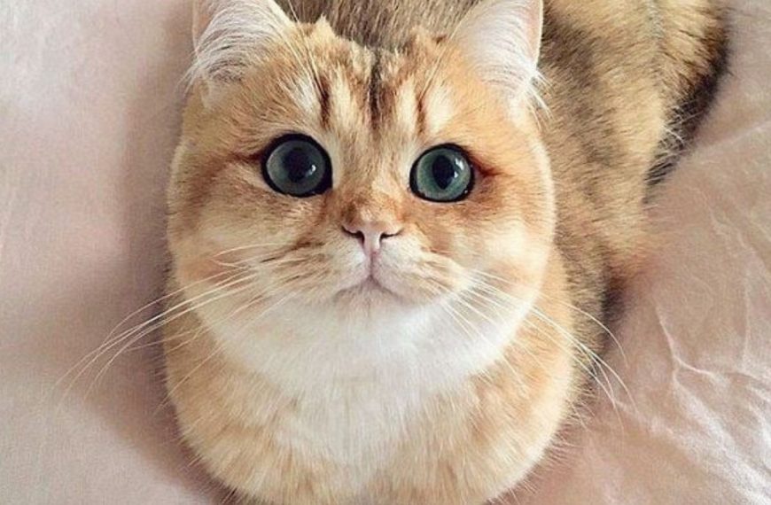 10 raisons surprenantes pour lesquelles votre chat a besoin d&rsquo;exercice quotidien