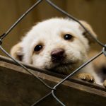 10 secrets infaillibles pour faire de votre chien adopté le plus heureux du monde !