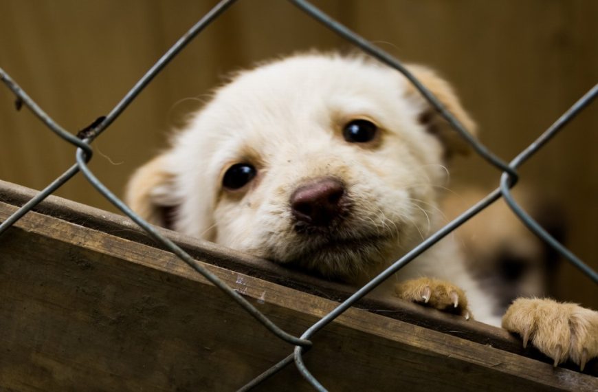 10 secrets infaillibles pour faire de votre chien adopté le plus heureux du monde !