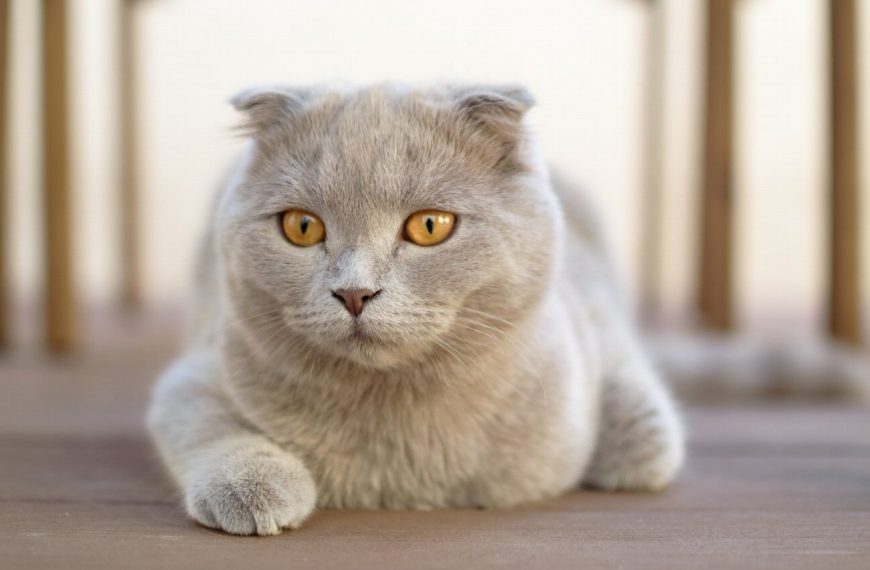 10 signes alarmants que votre chat souffre d’une maladie urinaire – découvrez les traitements qui peuvent le sauver !