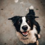 10 signes alarmants que votre chien souffre de problèmes de foie – Ne les ignorez pas!