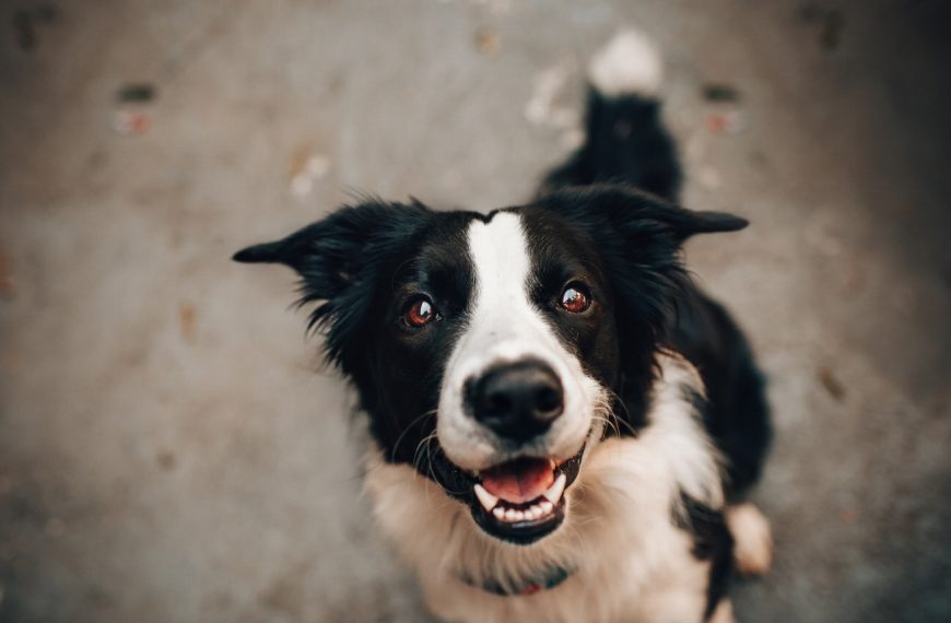 10 signes alarmants que votre chien souffre de problèmes de foie – Ne les ignorez pas!