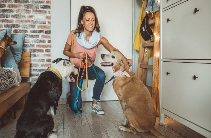 11 astuces infaillibles pour rendre vos promenades avec votre chien aussi agréables qu&rsquo;un paradis canin !