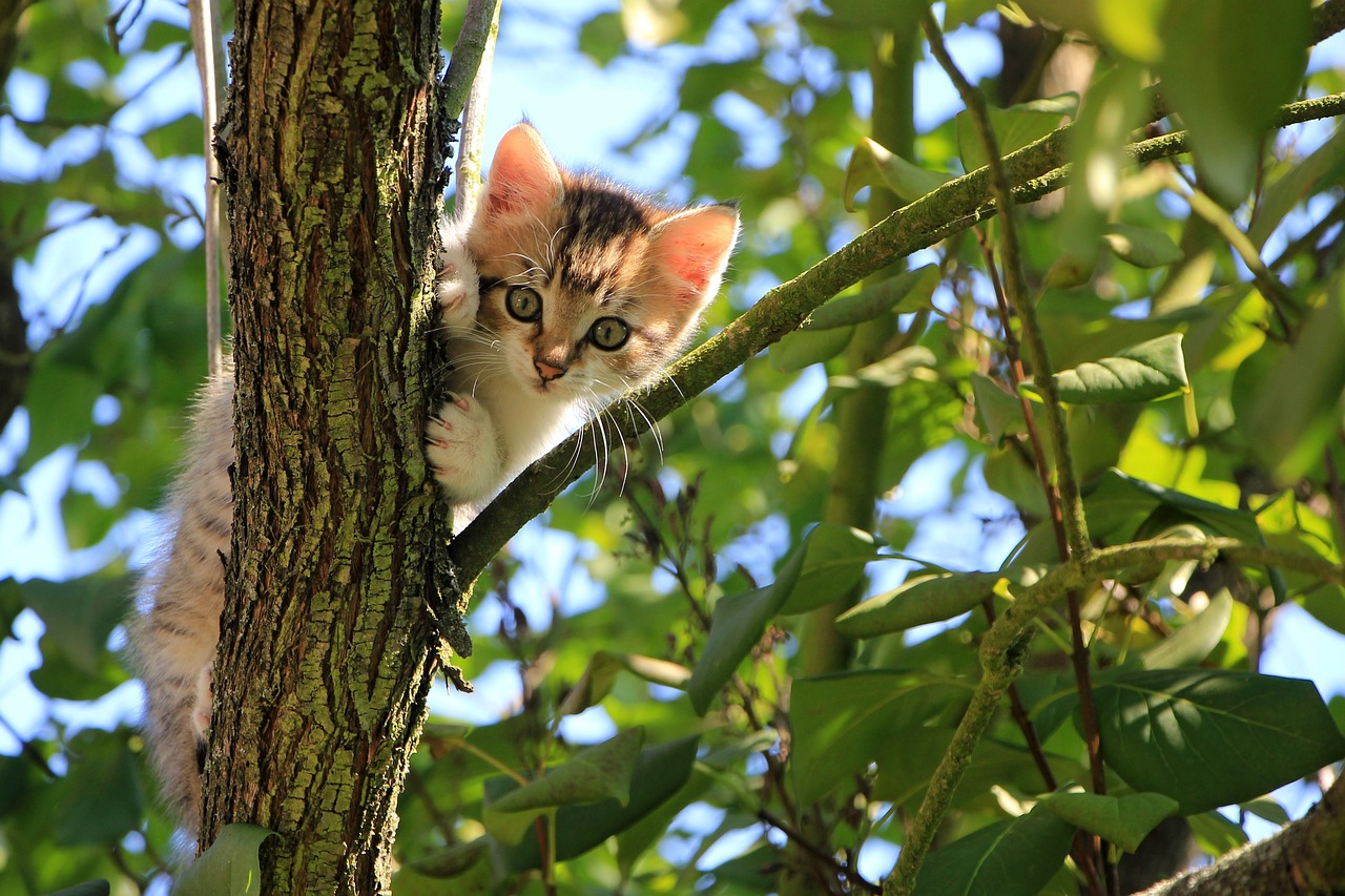 Votre chat ne pourra plus se passer de cet incroyable…