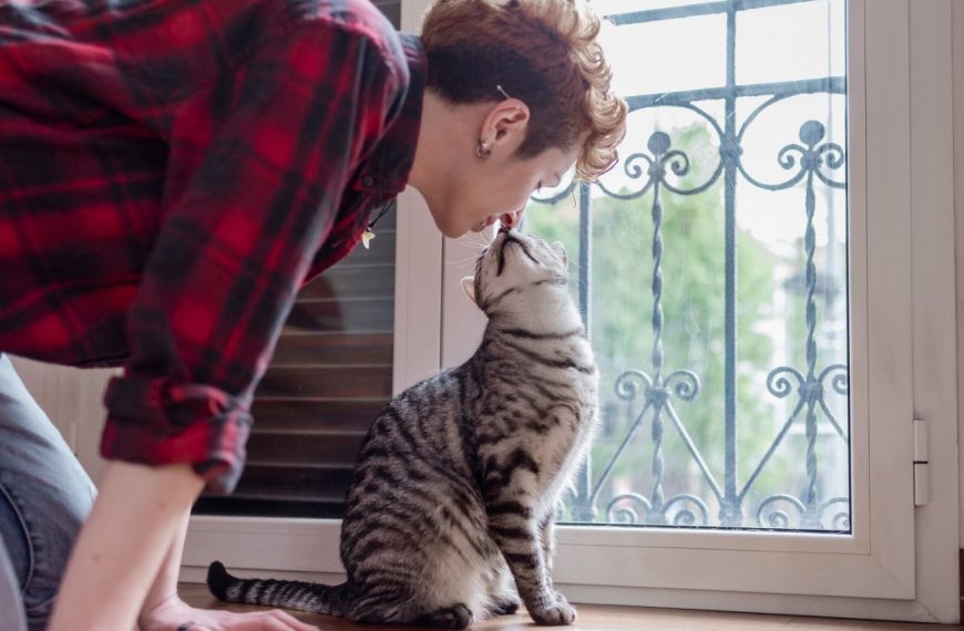 5 activités incontournables pour renforcer le lien avec votre chat âgé et lui redonner une seconde jeunesse !