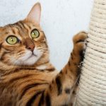 5 astuces imparables pour dire adieu aux griffures de votre chat sur vos meubles !
