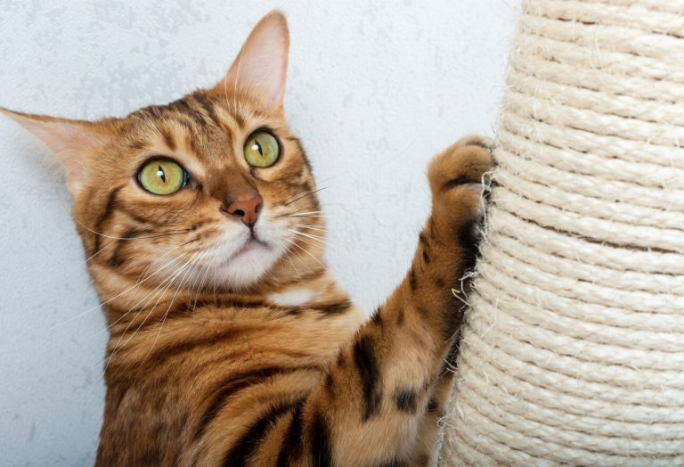 5 astuces imparables pour dire adieu aux griffures…
