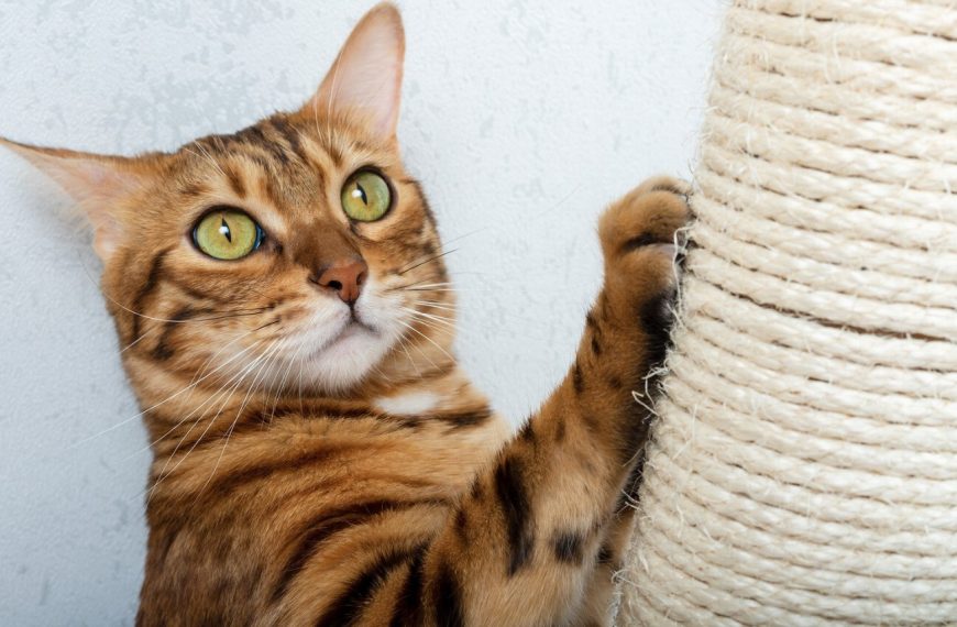 5 astuces imparables pour dire adieu aux griffures de votre chat sur vos meubles !
