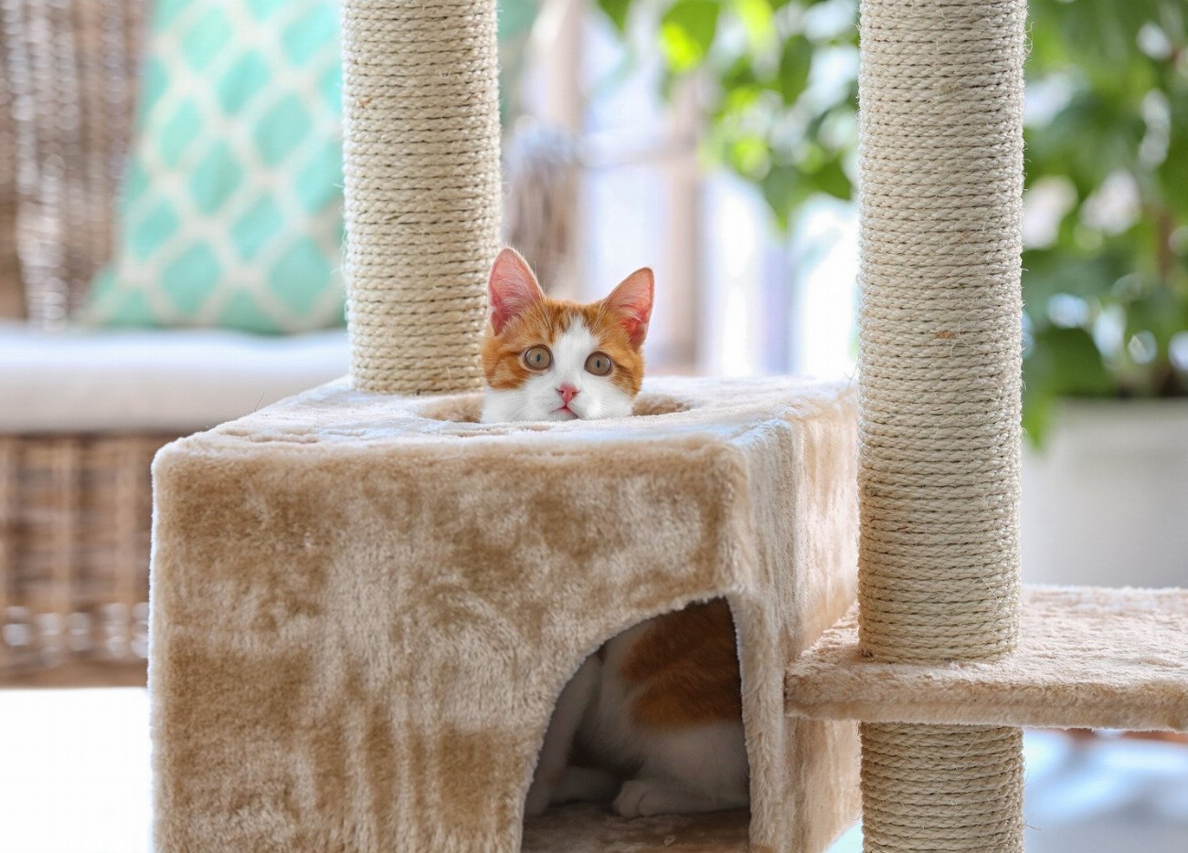 5 astuces indispensables pour favoriser une parfaite harmonie entre chats…