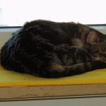 5 astuces inédites pour garder votre chat heureux et équilibré à l&rsquo;intérieur !