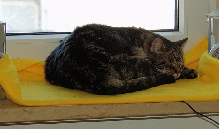 5 astuces inédites pour garder votre chat heureux…