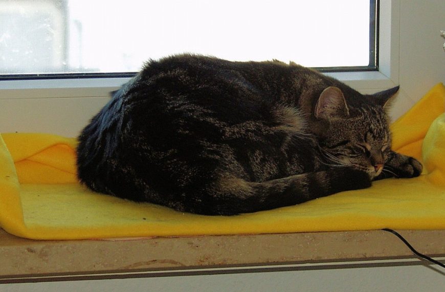 5 astuces inédites pour garder votre chat heureux et équilibré à l&rsquo;intérieur !