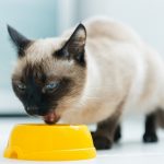5 astuces infaillibles pour empêcher votre chat de dévorer vos plantes d&rsquo;intérieur !