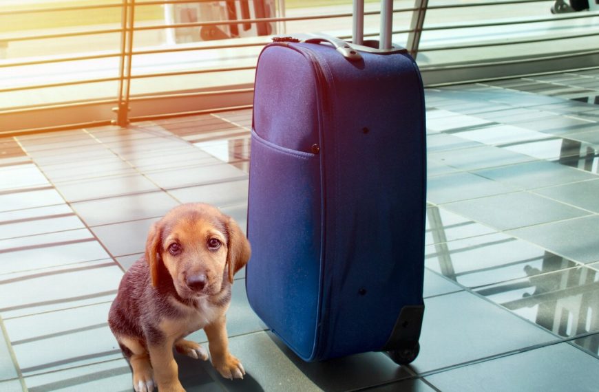 5 astuces infaillibles pour prévenir et guérir les problèmes de comportement liés à l&rsquo;abandon!