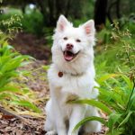5 astuces infaillibles pour que votre chien devienne propre en un temps record !