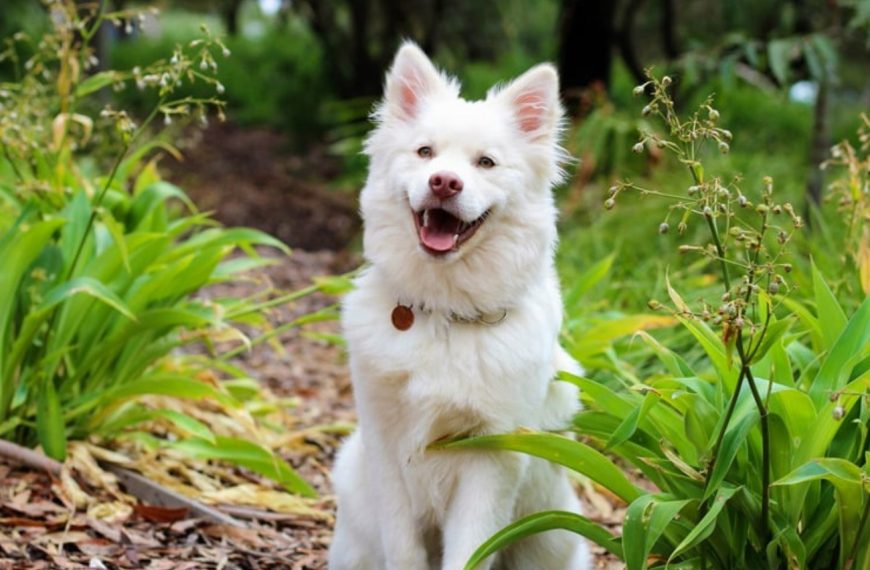 5 astuces infaillibles pour que votre chien devienne propre en un temps record !