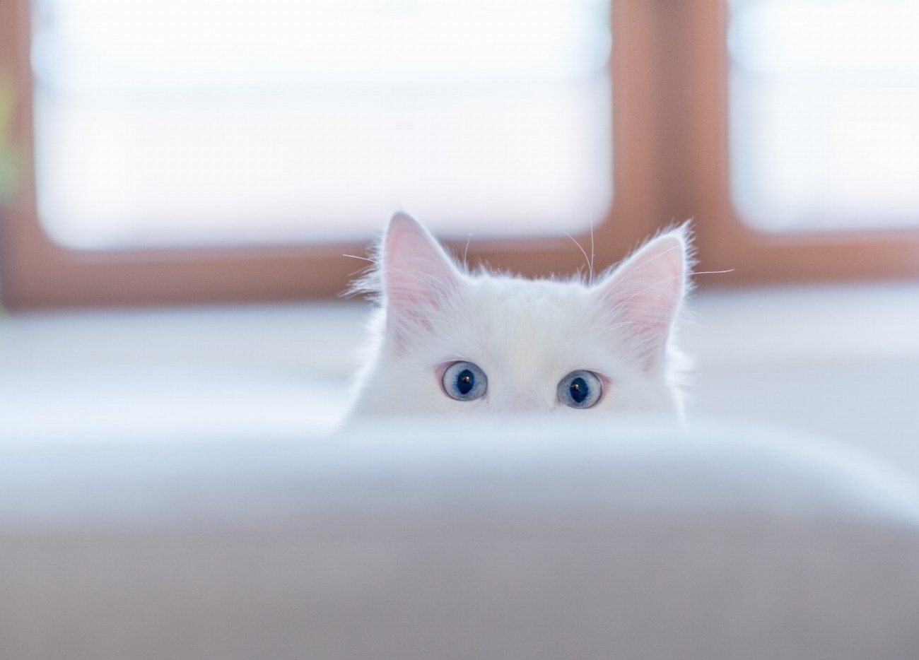 5 astuces pour soutenir un chat en deuil et lui…