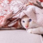5 astuces pour stopper l&rsquo;automutilation chez votre chat et l&rsquo;aider à retrouver un comportement sain !