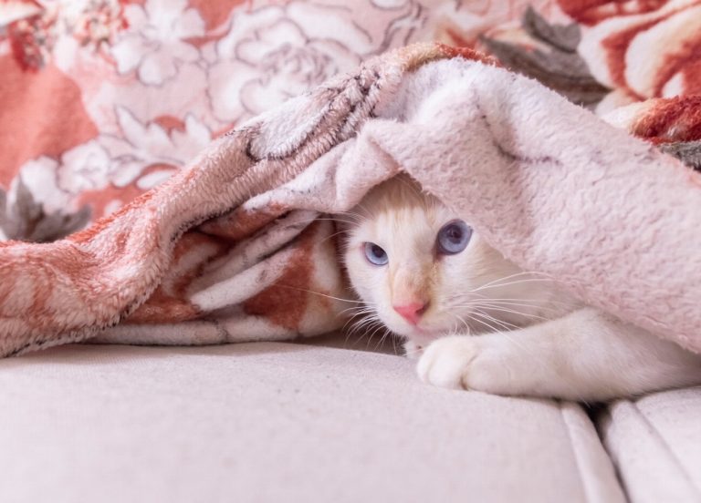 5 astuces pour stopper l’automutilation chez votre chat…