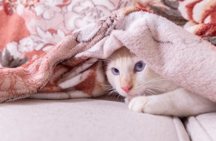 5 astuces pour stopper l’automutilation chez votre chat et l’aider à retrouver un comportement sain !