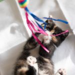 5 jeux géniaux pour rendre votre chat fou de joie – il ne pourra plus s&rsquo;en passer !