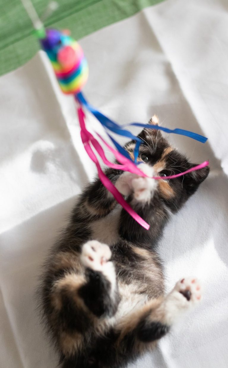 5 jeux géniaux pour rendre votre chat fou…