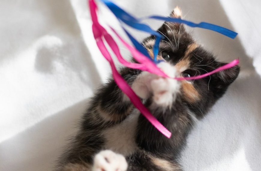 5 jeux géniaux pour rendre votre chat fou de joie – il ne pourra plus s’en passer !